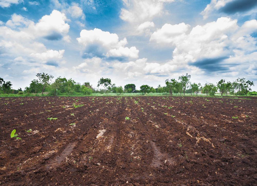 Bodhi Stories: Story Of Two Brothers Organic Farms - Amorearth ...