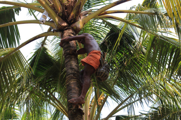 Palm Jaggery | Block & Liquid