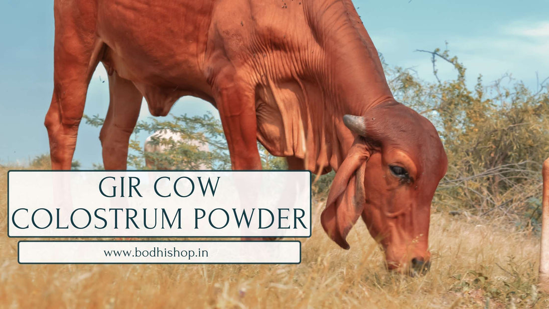 buy gir cow colostrum powder