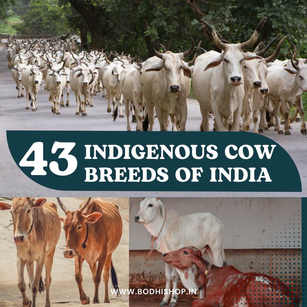 Indigenous Cow Cattle Breeds of India Bos Indicus and Bos Taurus