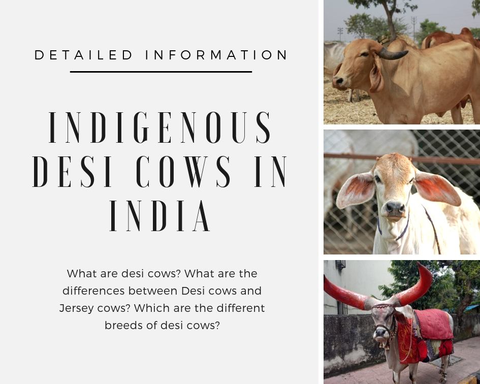 What are desi cows? Which is the best breed of Desi cows in India?