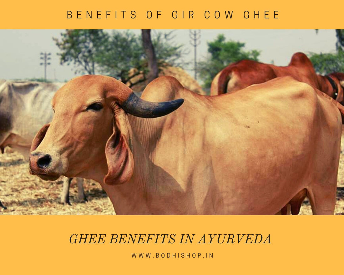 Benefits of Gir Cow Ghee in Ayurveda