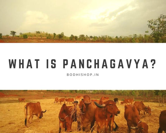 What is Panchagavya Ghrita?