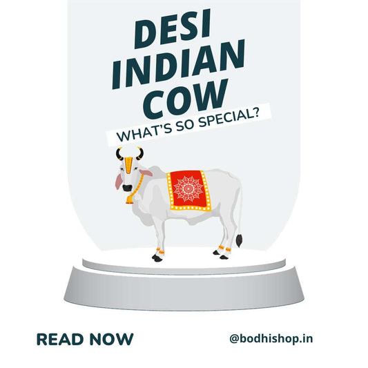 Desi Indian Cow - What's So Special About It?