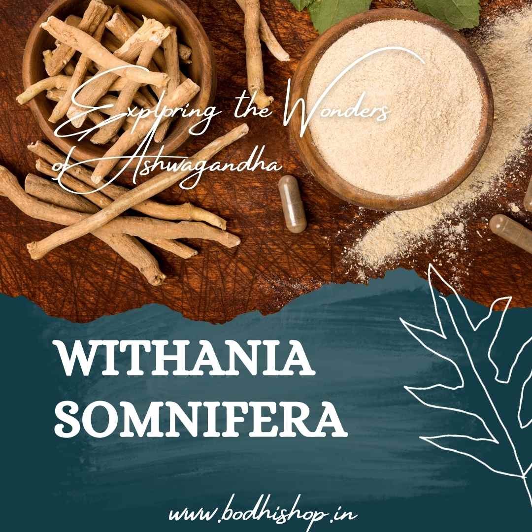 Withania somnifera: Exploring the Wonders of Ashwagandha