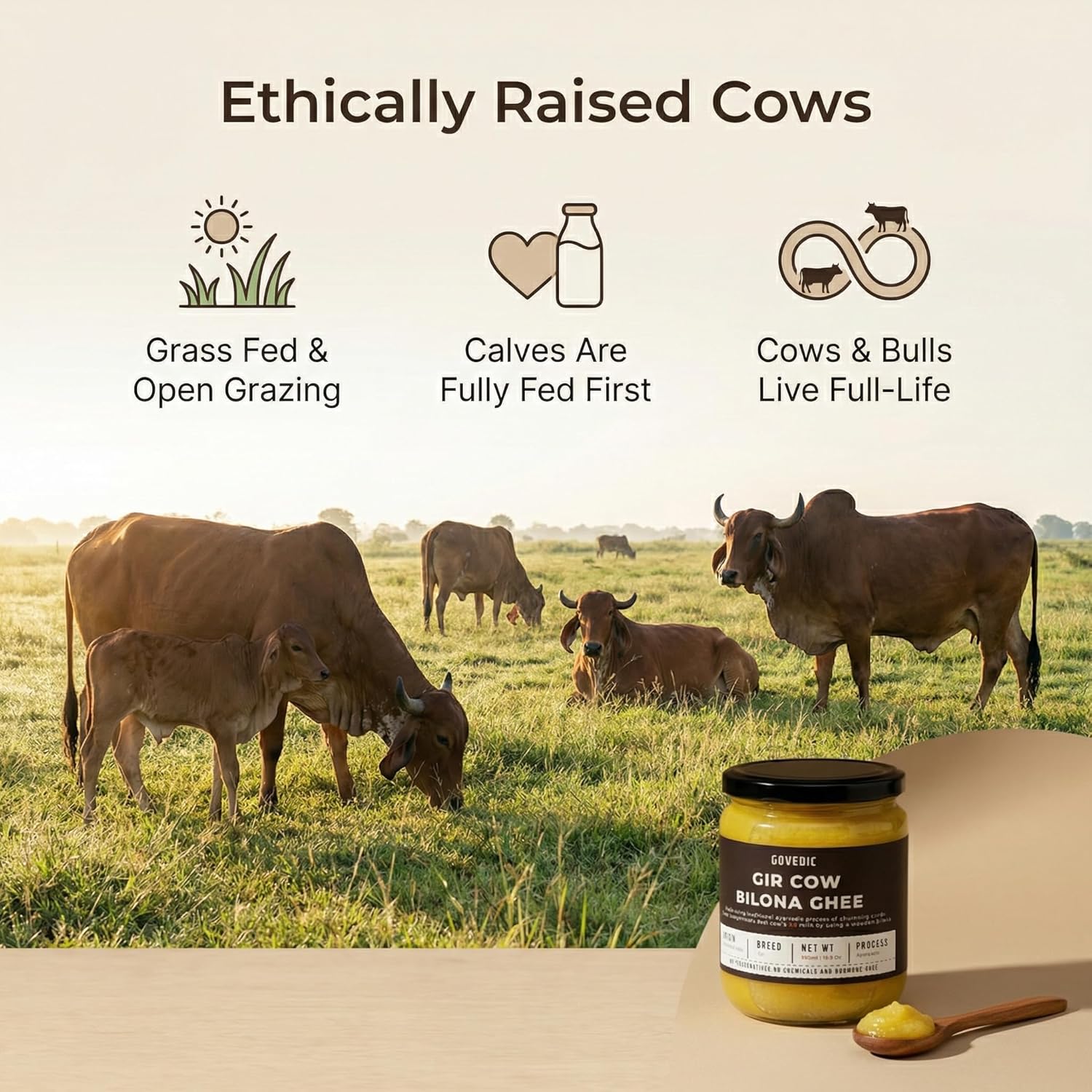 Cows grazing in a field with a jar of ghee and spoon on a table, featuring ethical farming practices.