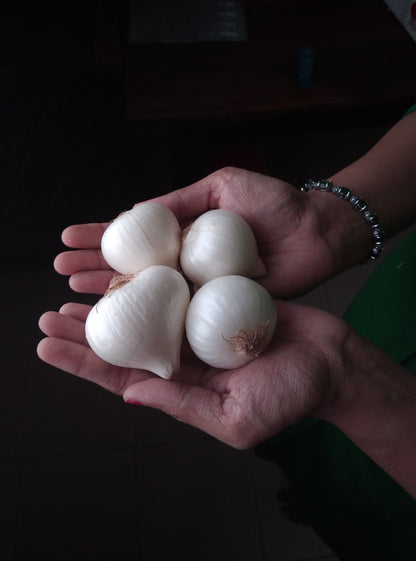 White onion, safed kanda, pandhra kanda online in India
