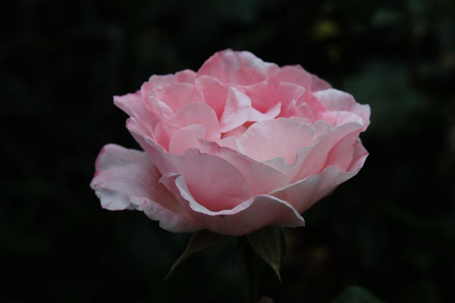buy pure damascus rose water for cooking face onlinebuy pure damascus rose water glass bottle for cooking face online